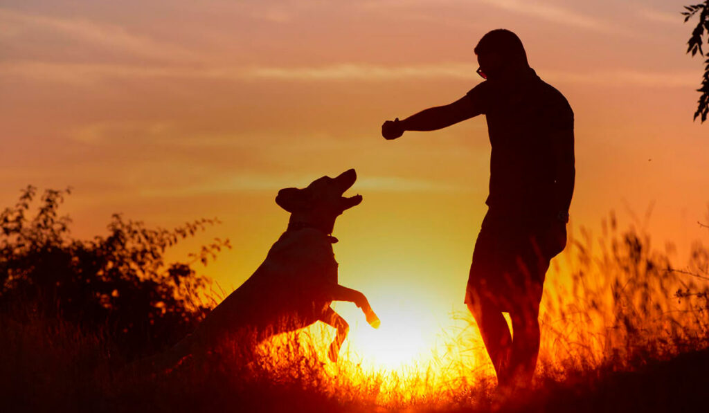 adestramento canino