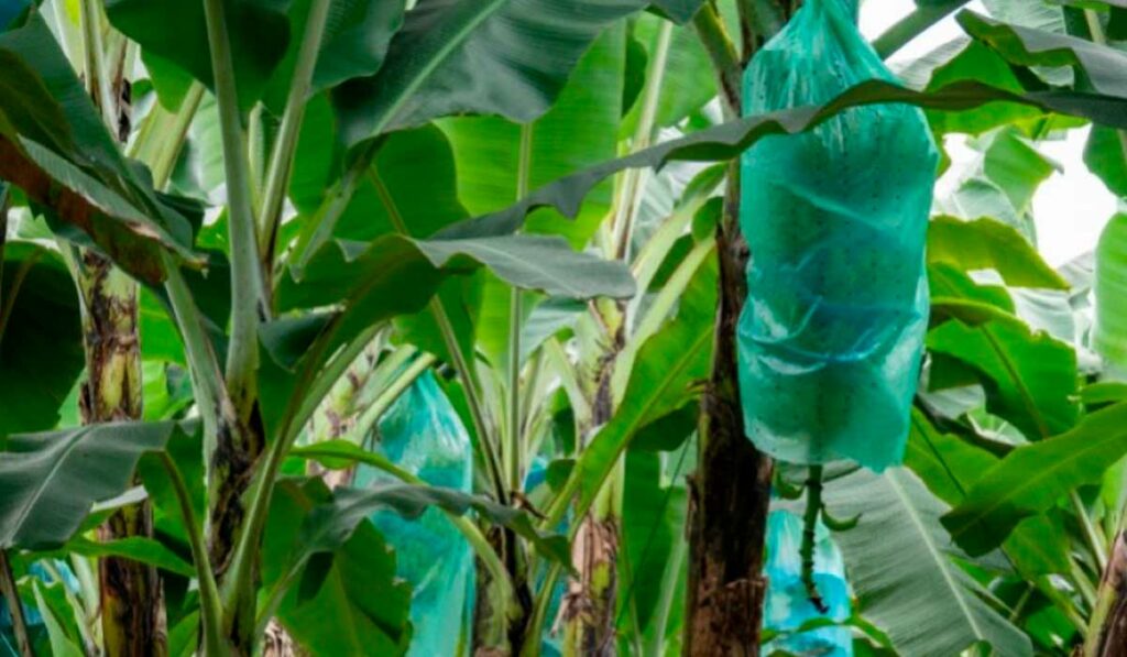 Cachos de bananas protegidos por sacos plásticos