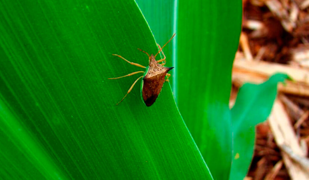 Percevejo barriga verde (Dichelops melacanthus)