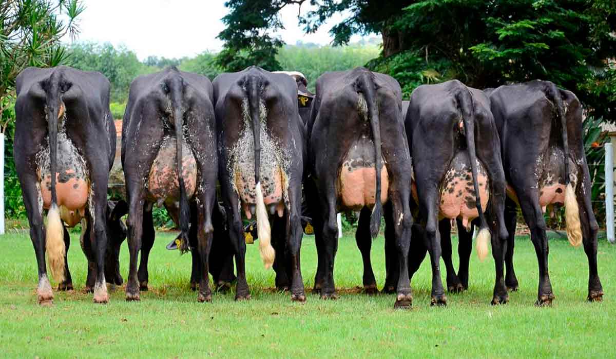 Vacas girolanda melhoradas