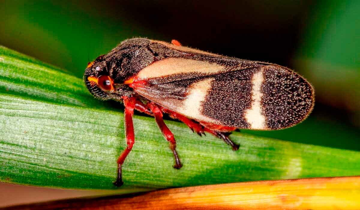 Cigarrinha das pastagens (Deois flavopicta)