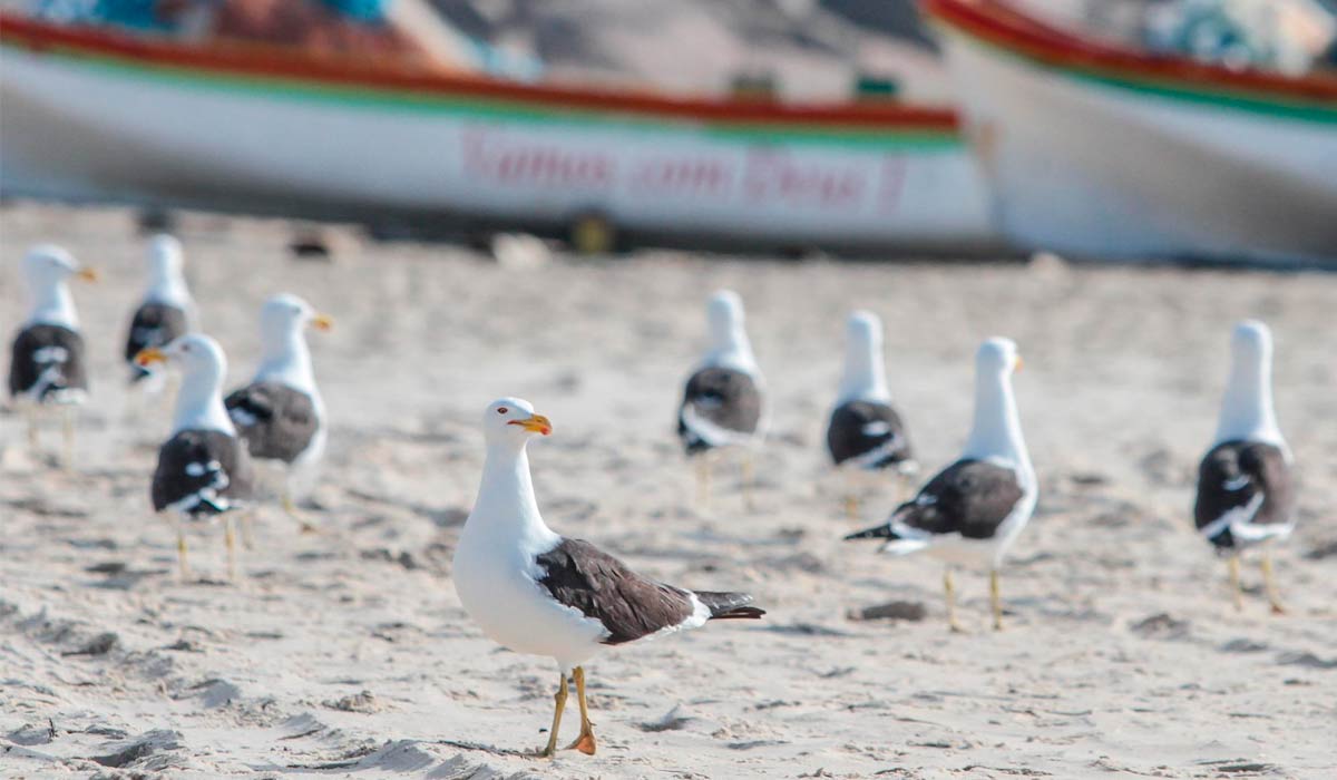 Aves marinha em área de atividade de pesca