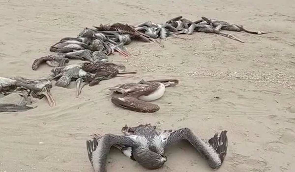 Mais de 22 mil aves marinhas morreram após surto de gripe aviária no Peru