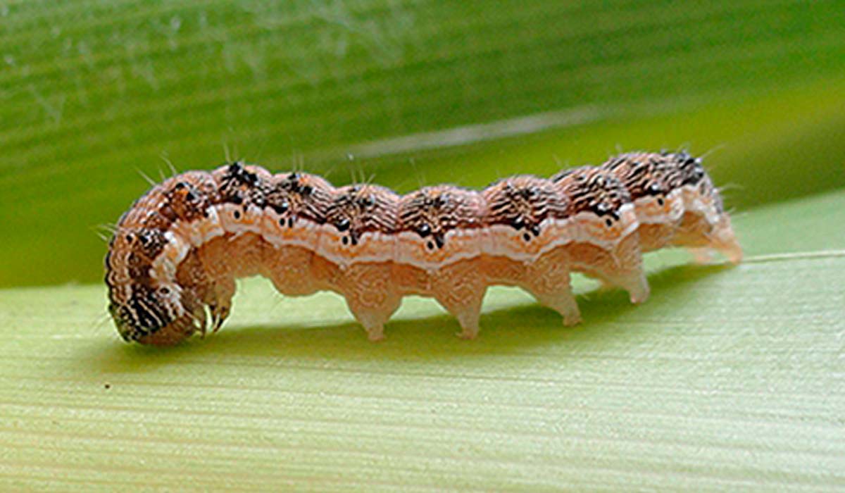 Lagarta da espiga (Helicoverpa armigera)