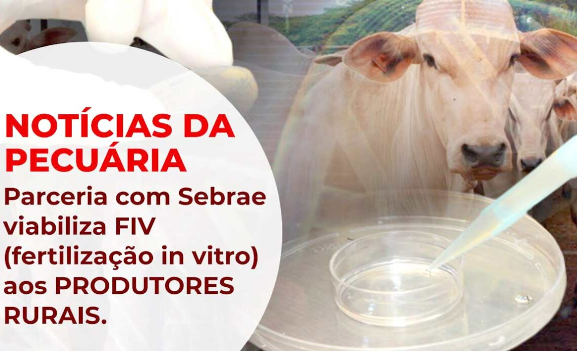 Programa de melhoramento bovino do Sebrae