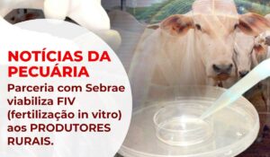 Programa de melhoramento bovino do Sebrae