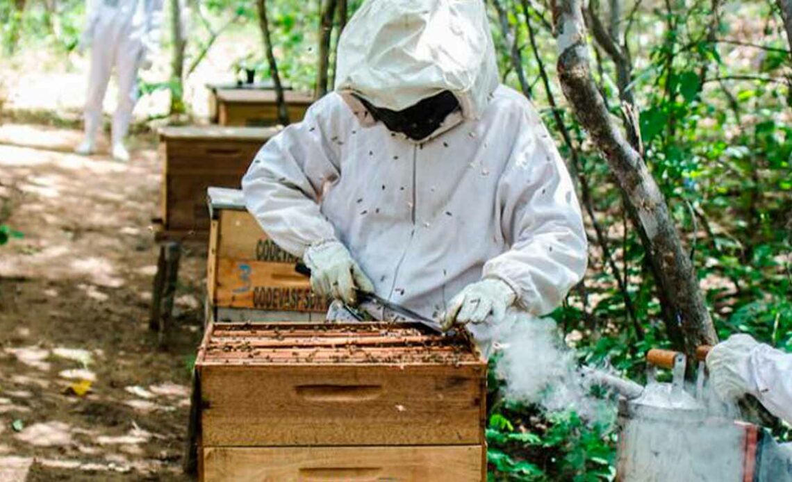 Apicultor trabalhando na colmeia em área de aroeiras