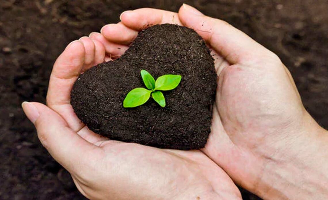 Cuidando da planta com carinho