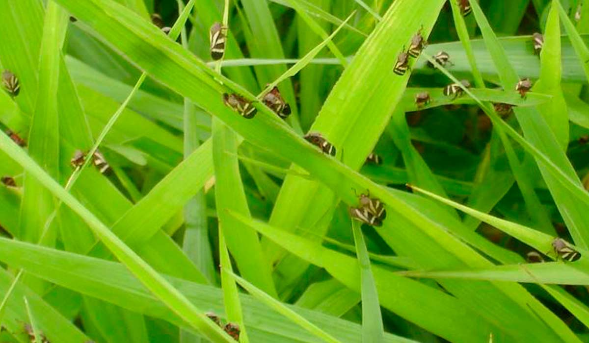 Cigarrinha das pastagens (Deois flavopicta)