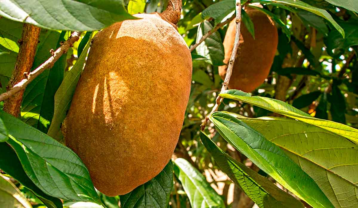 Fruto do cupuaçu (Theobroma grandiflorum)