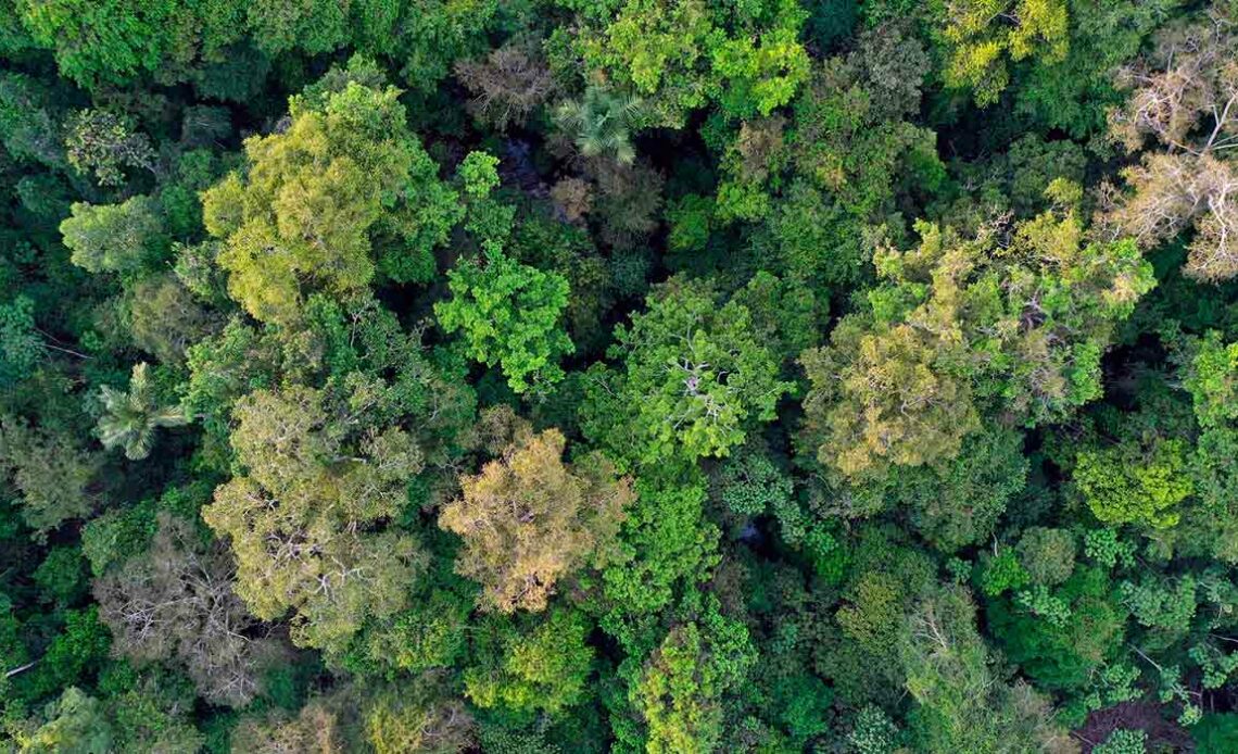 Foto aérea da floresta amazônica