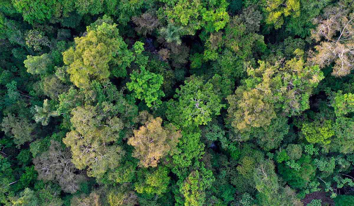 Foto aérea da floresta amazônica