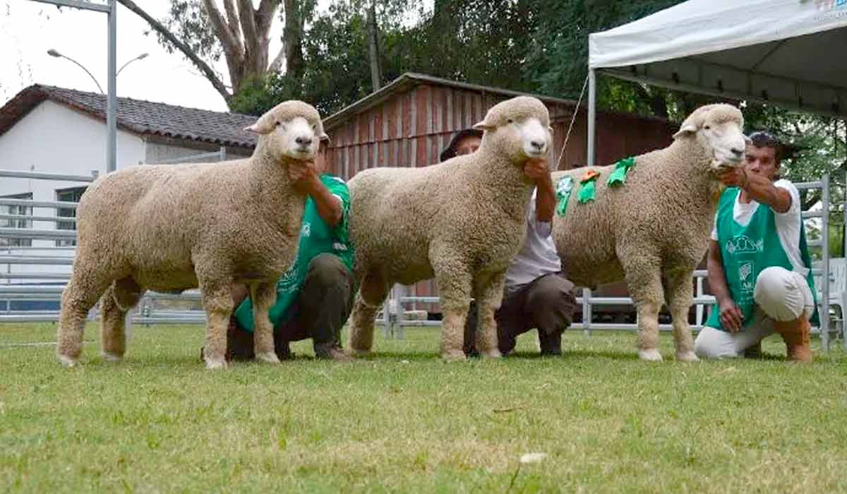 Ovinos na pista de exposição