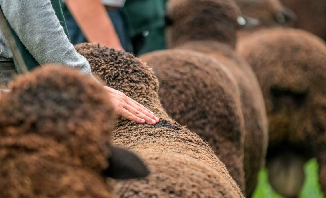 Criadores expondo seus animais na pista