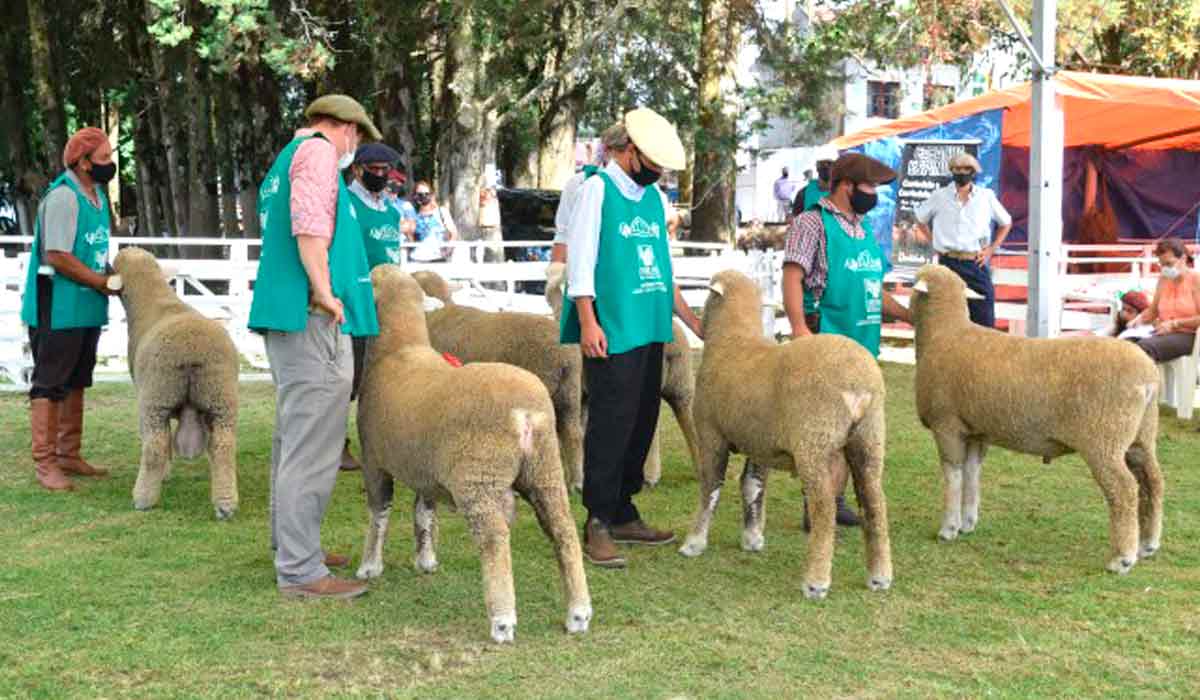 Animais na pista para julgamento