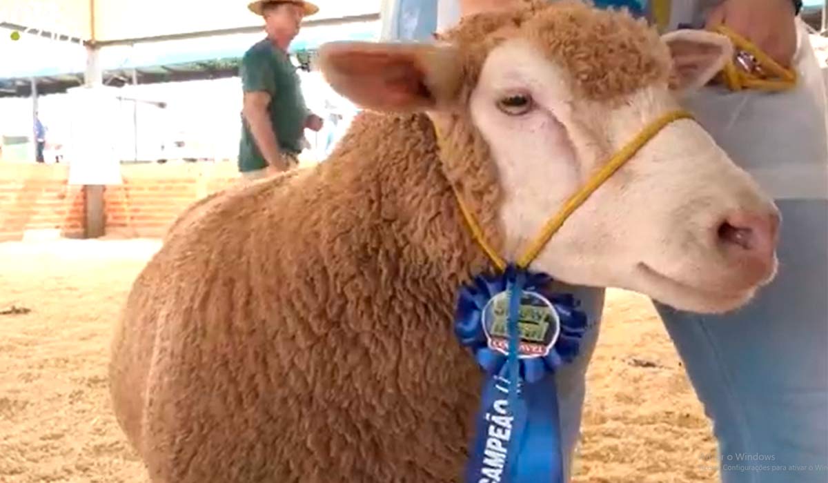 Ovino campeão em edição passada