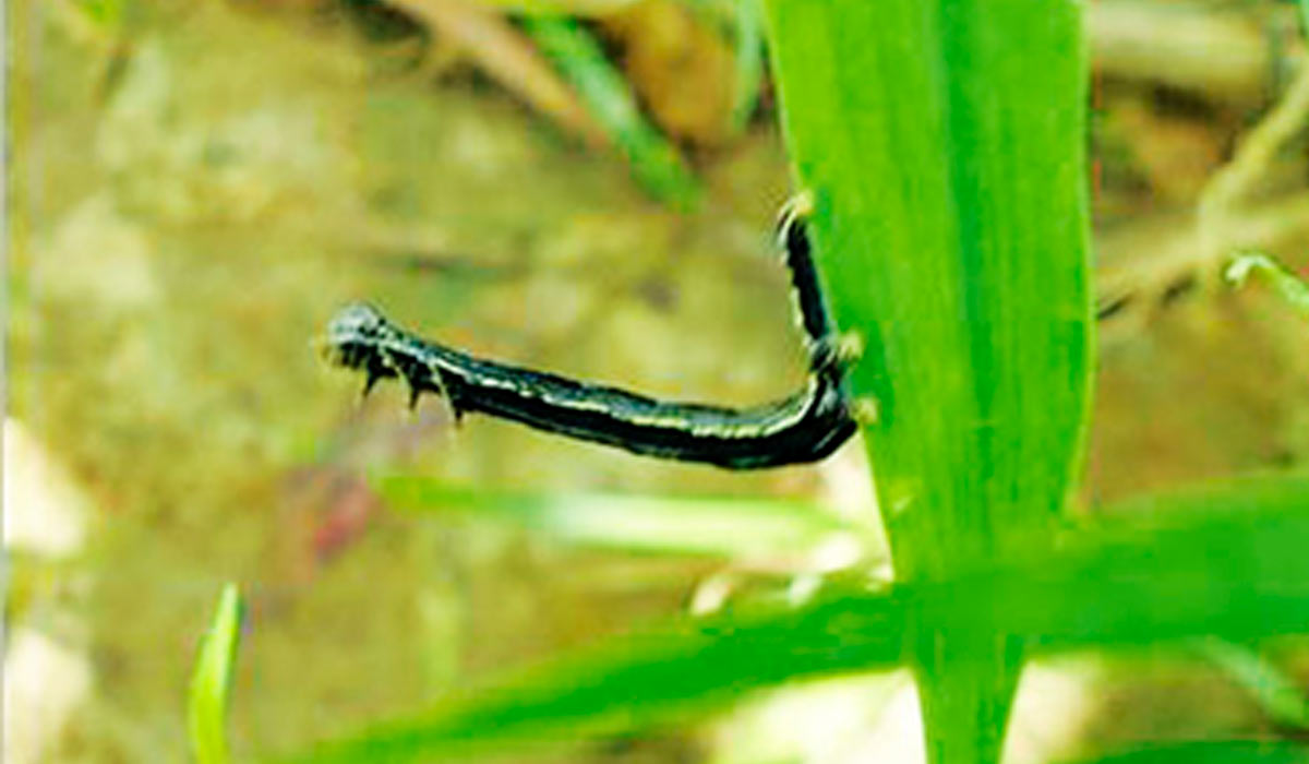 Curuquere dos capinzais (Mocis latipes)