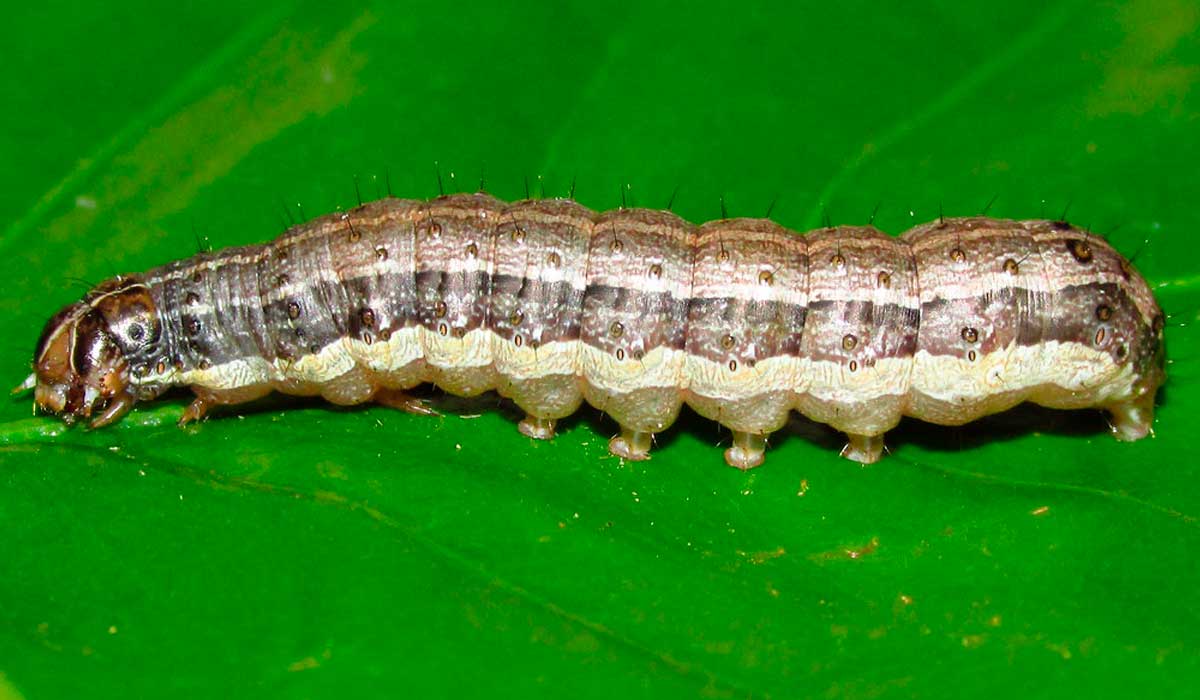 Lagarta do cartucho (Spodoptera frugiperda)