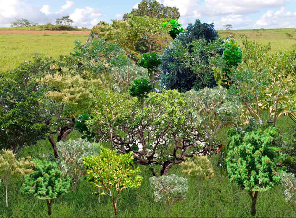 Resultados esperados em 10 anos: a vegetação já apresenta características
de vegetação secundária e não necessita de manejo para seguir seu rumo em
sentido à vegetação madura.Regenerantes originados da chuva de sementes do
próprio plantio e de áreas próximas surgem. Estes regenerantes garantirão
a dinâmica da evolução da comunidade (Fonte Embrapa)