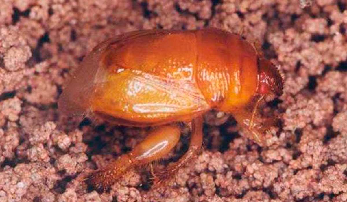 Percevejo castanho (Scaptocoris castanea)