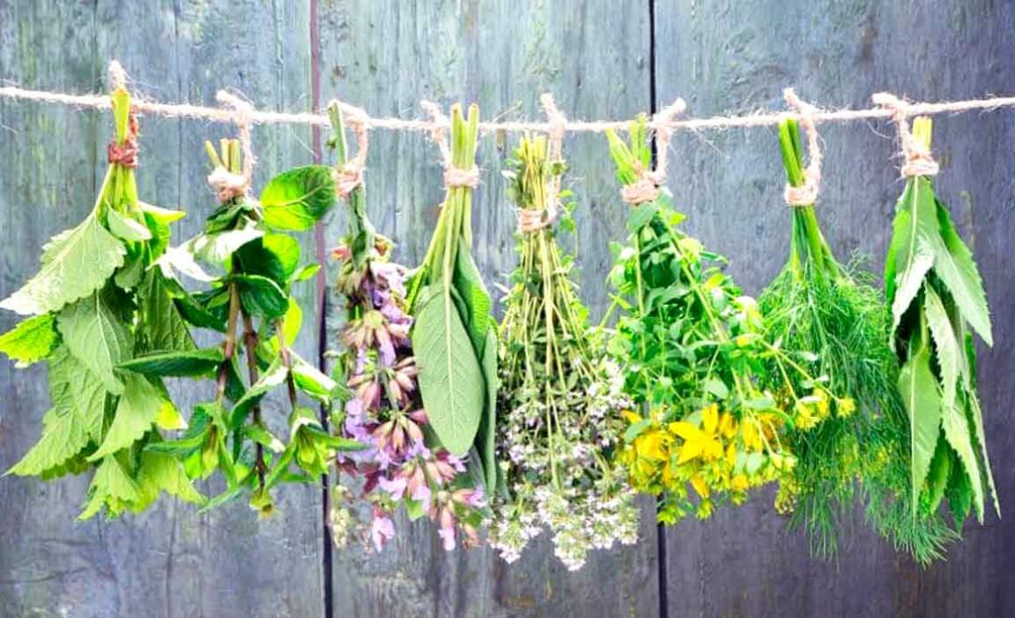 Plantas medicinais secando