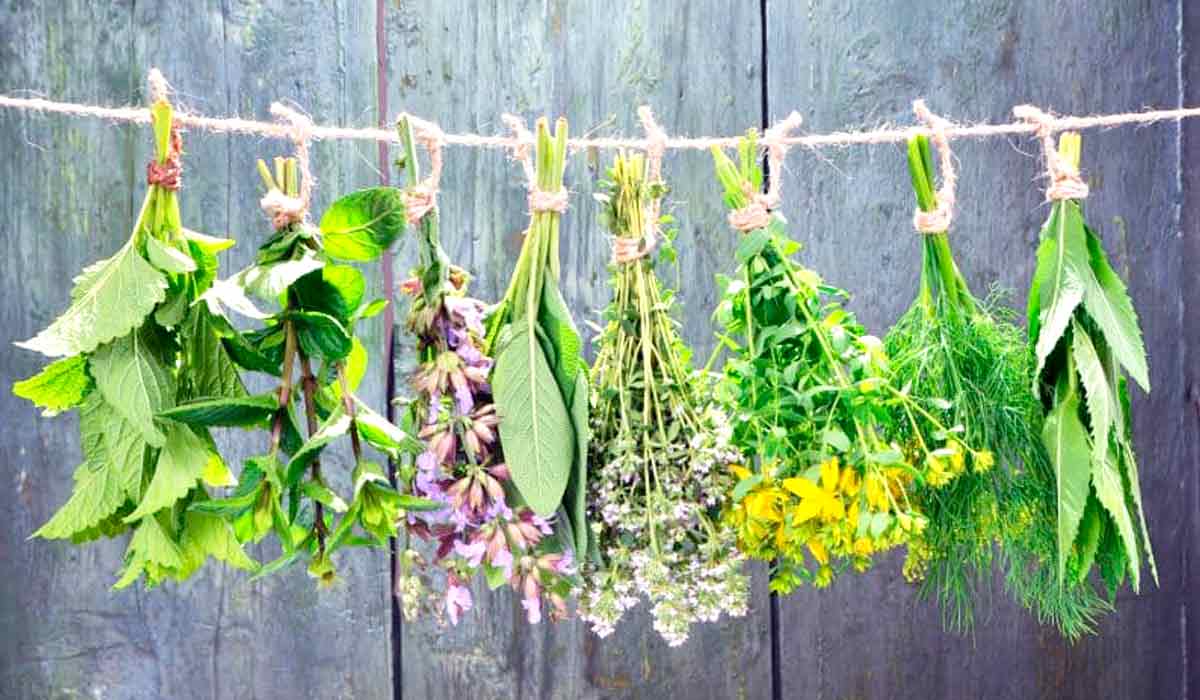 Plantas medicinais secando