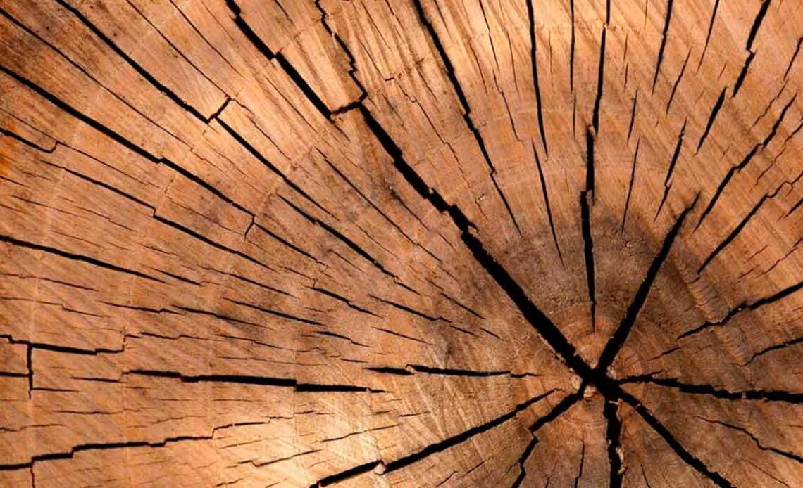Corte transversal em tora de madeira