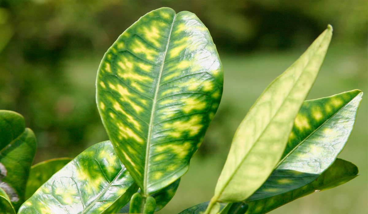 Folhas indicando infestação pelo greening