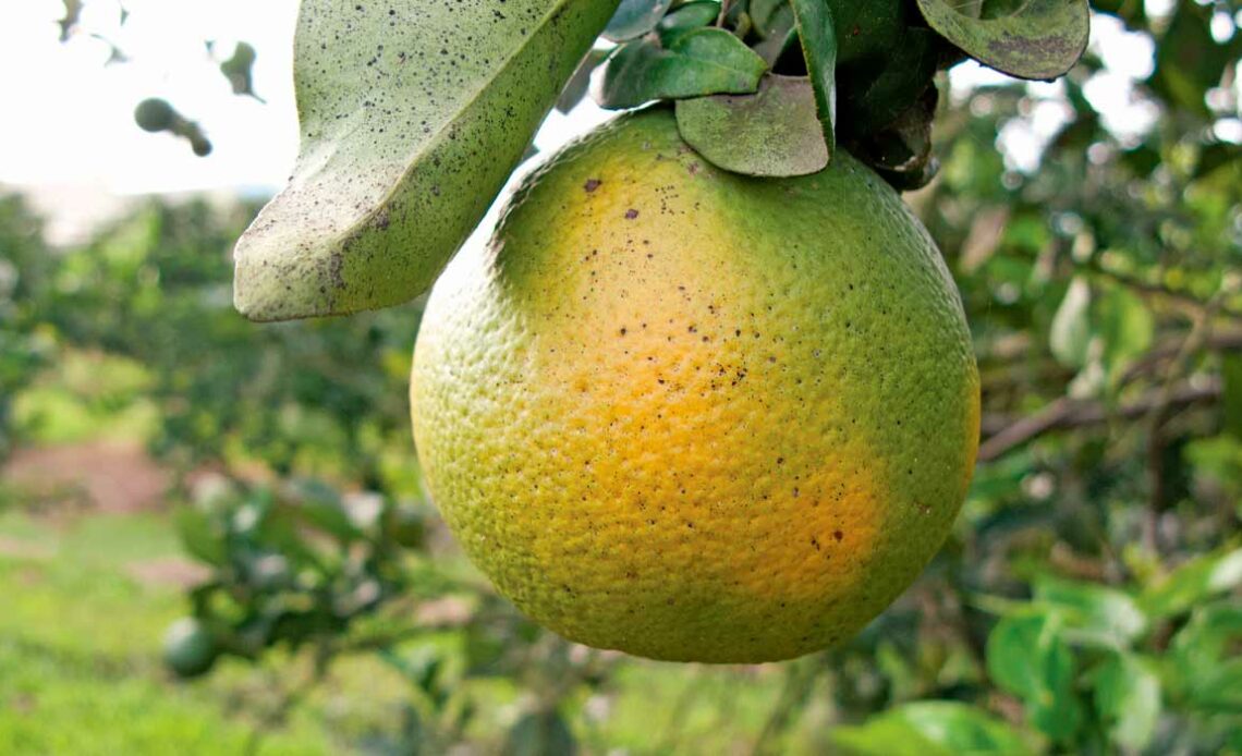 Fruto indicando infestação pelo greening