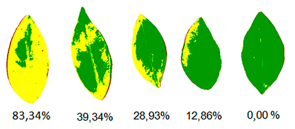 Escala diagramática do greening