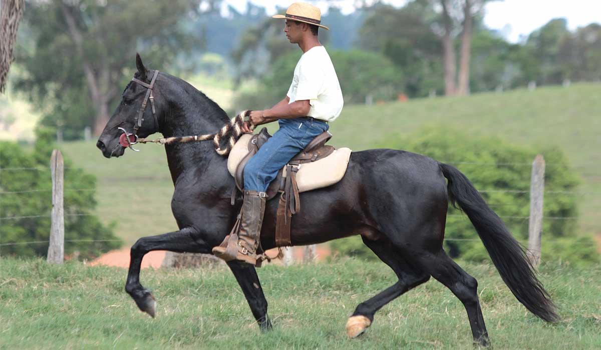 Mangalarga marchador em atividade Mangalarga marchador em atividade