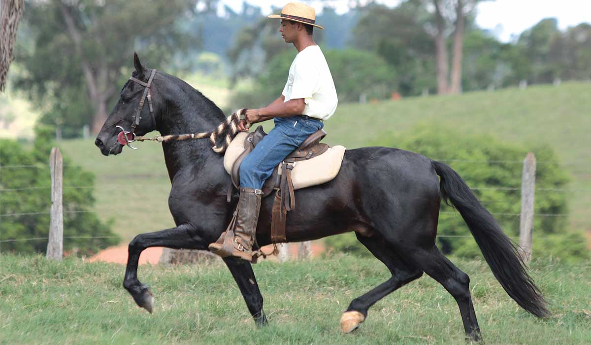 Mangalarga marchador em atividade