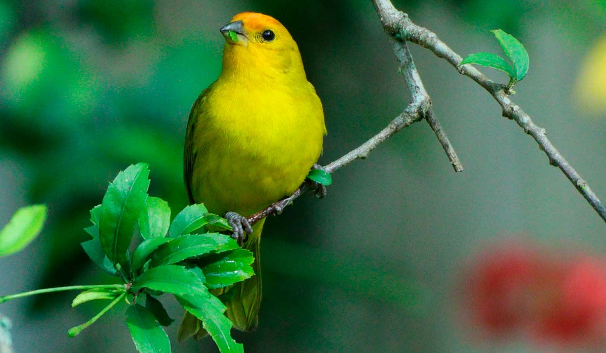 Canário-da-terra-verdadeiro, (Sicalis flaveola)