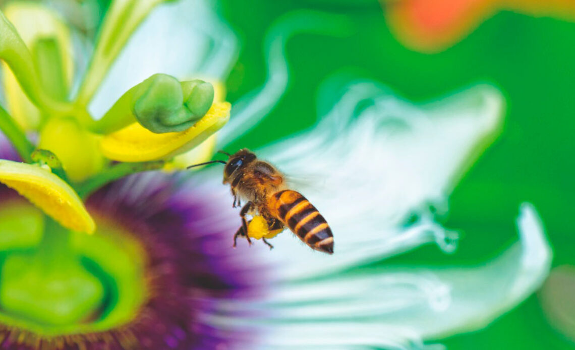 Abelha operária na flor do maracujá