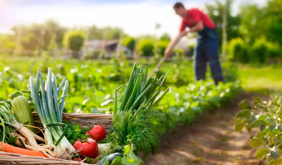 Agricultor familiar no trabalho de campo com alimentos colhidos em destaque