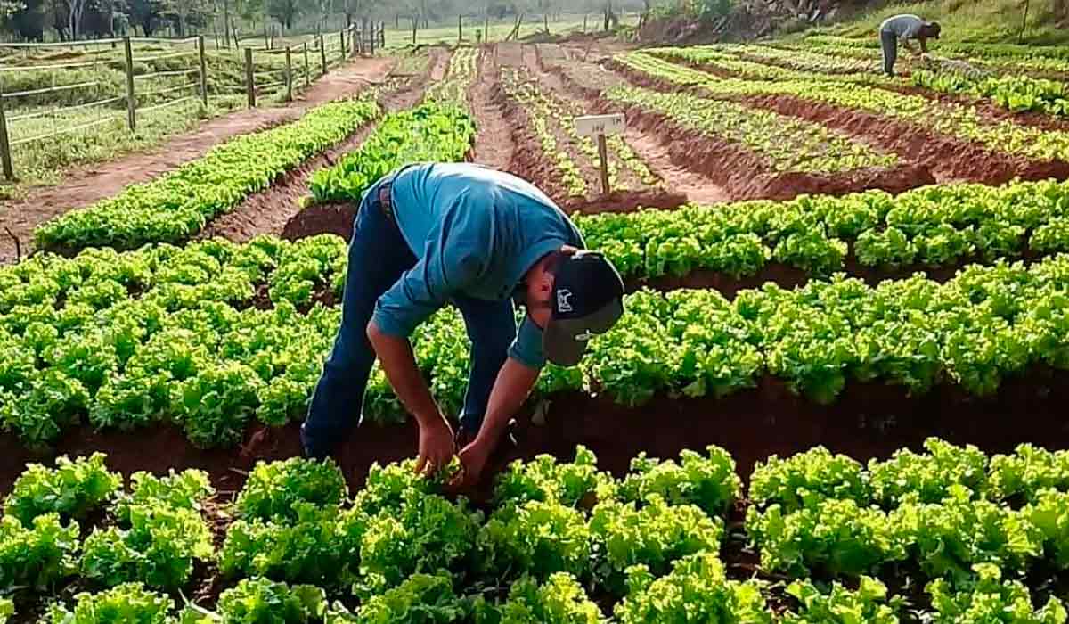 Agricultor familiar trabalhando nos canteiros de alfaces