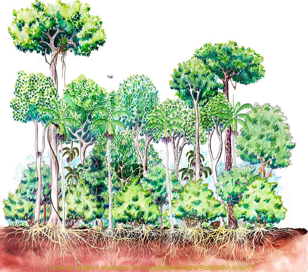 Ilustração de agrofloresta