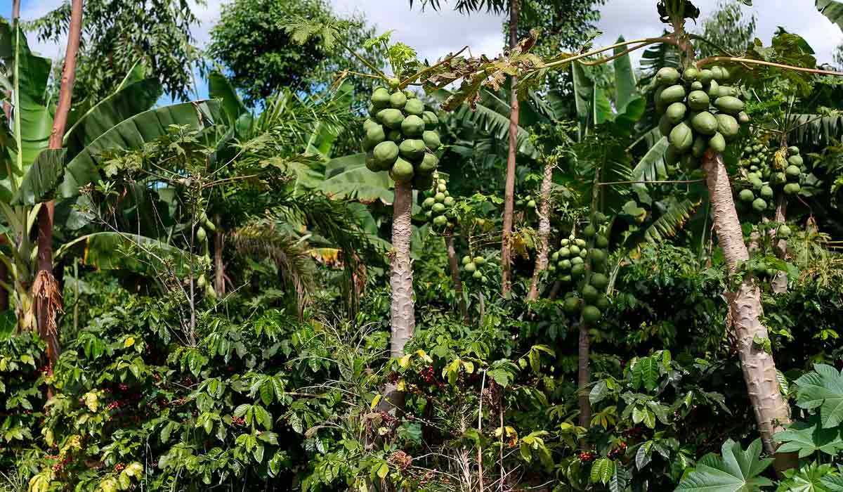 Produção em sistema agroflorestal