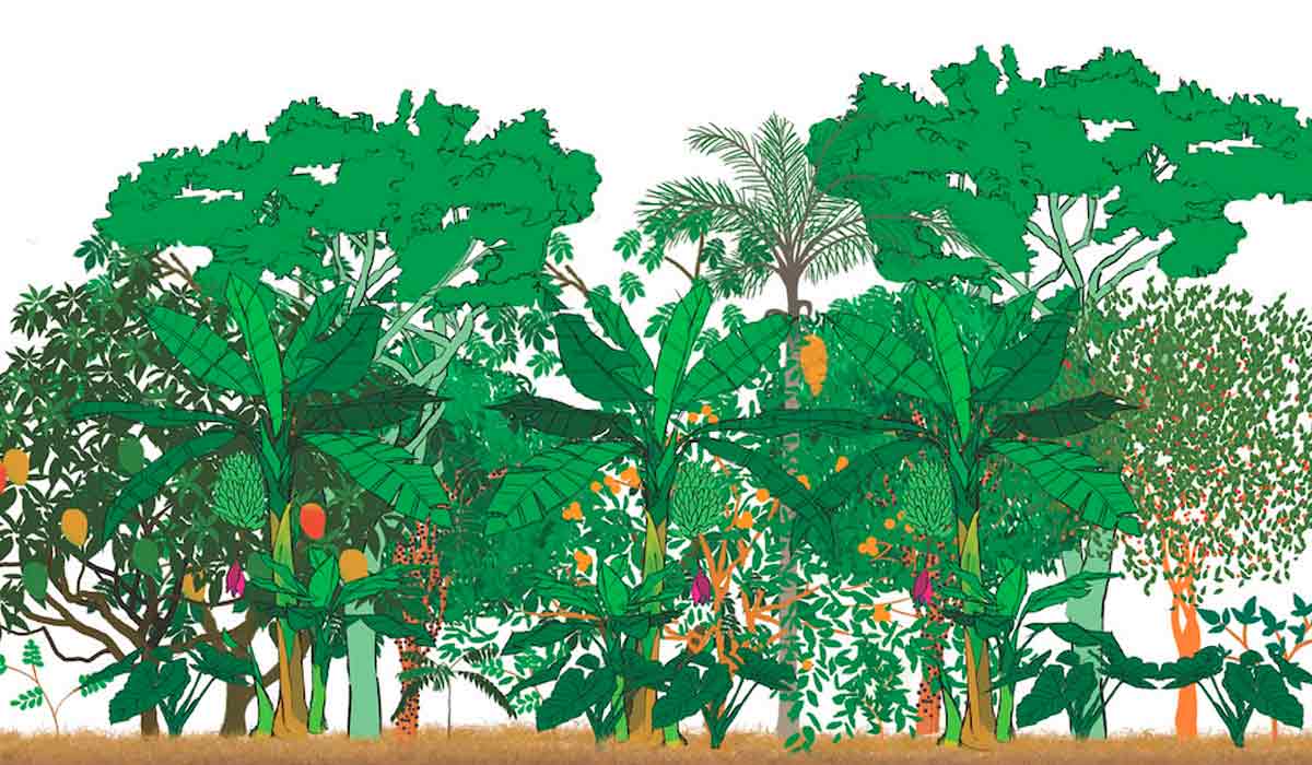 Ilustração de agrofloresta