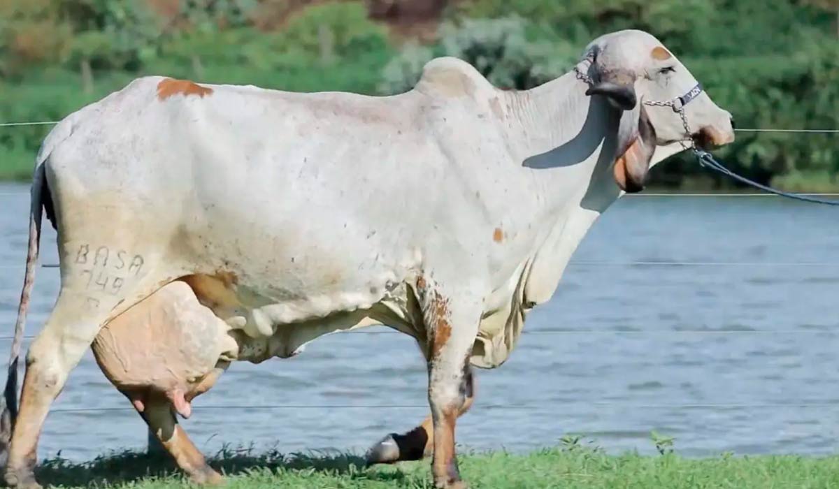 Blogueira FIV do Basa vaca gir leiteiro campeão de leite na Expozebu 2023