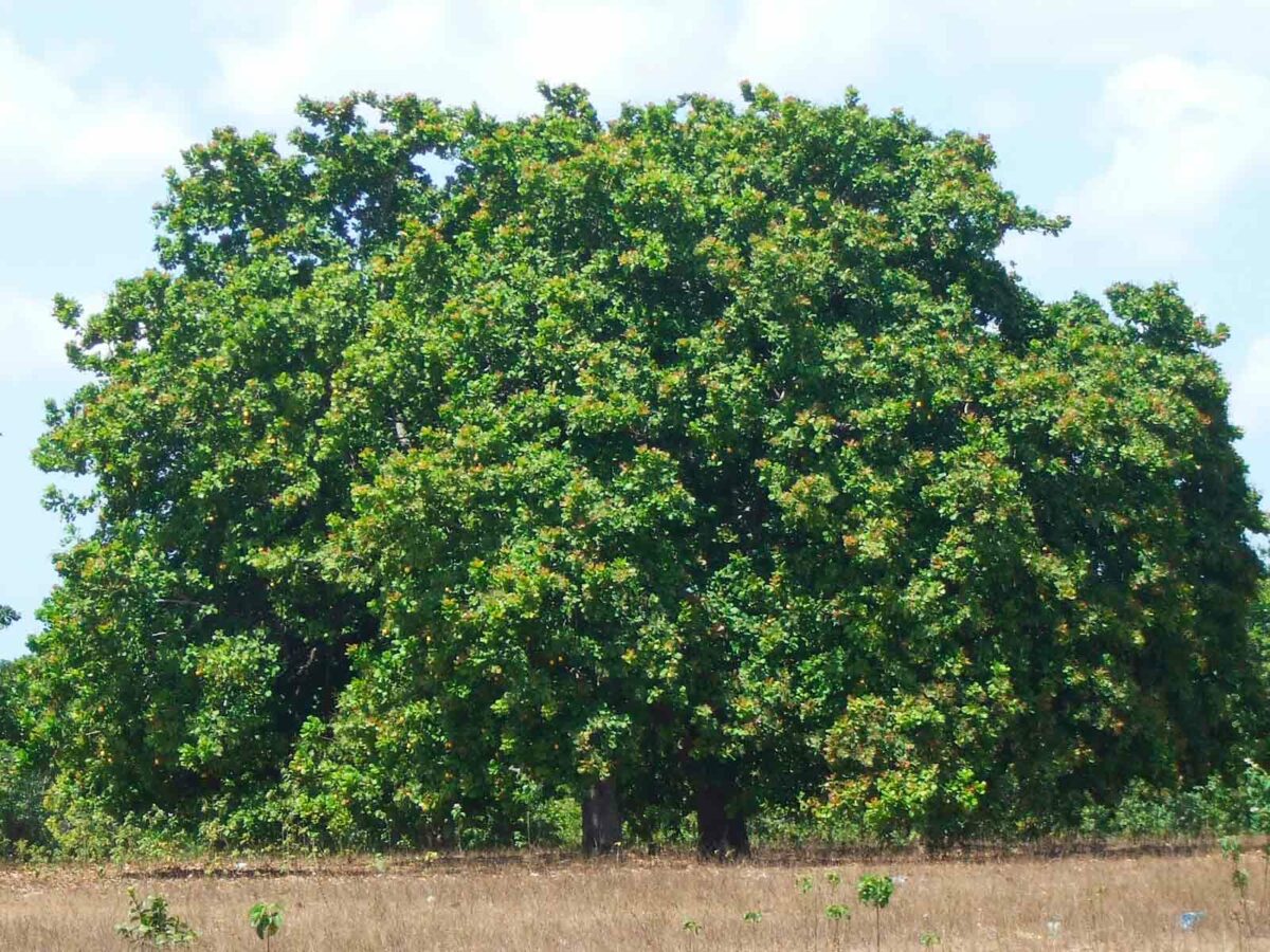 Cajueiro (Anacardium occidentale)