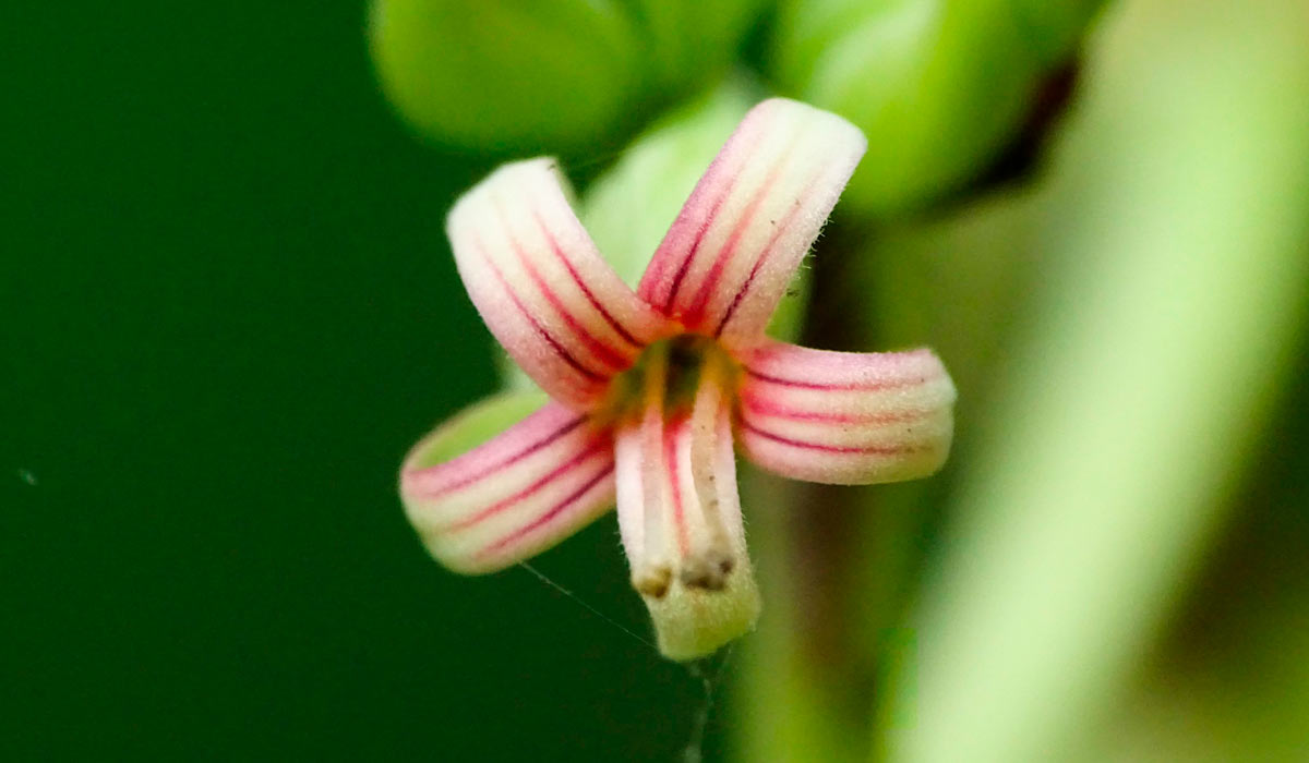 Detalhe da flor