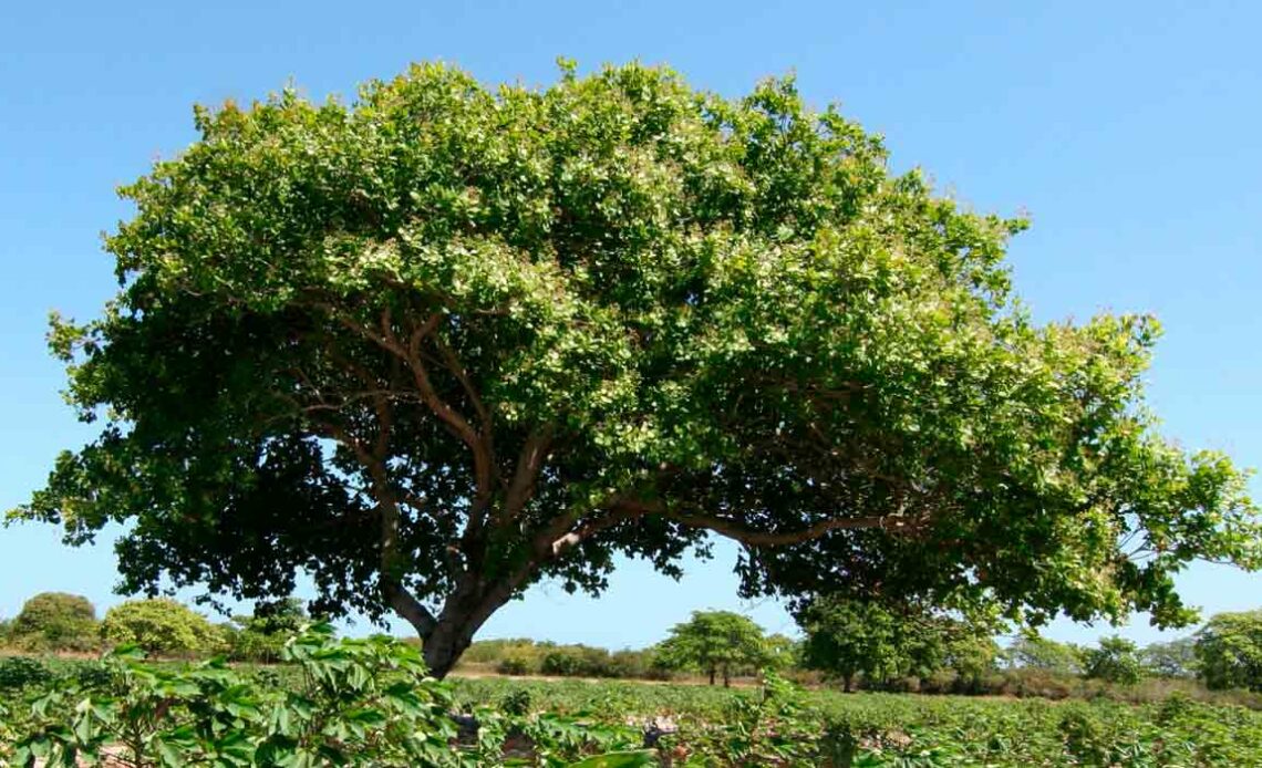 Cajueiro (Anacardium occidentale)