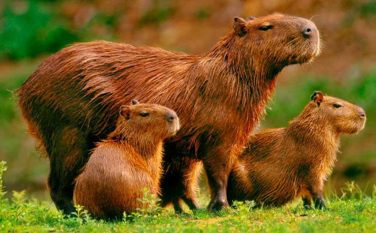 Capivara com filhotes