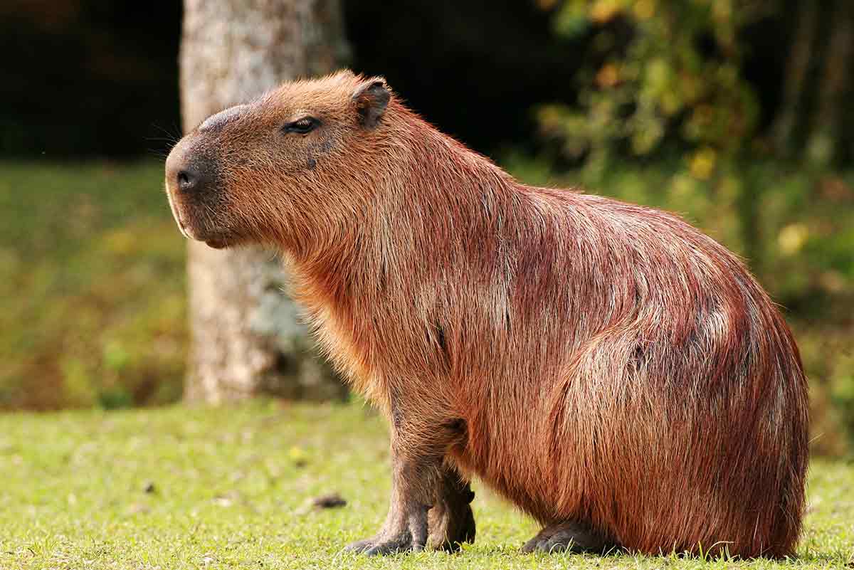 Capivara macho