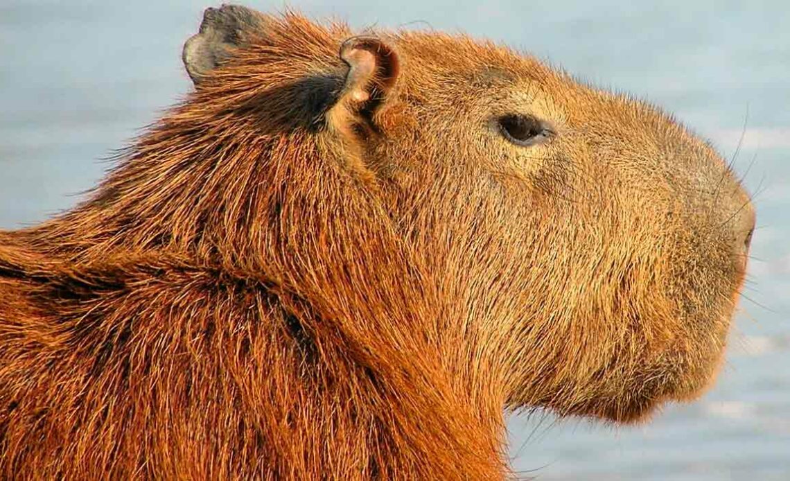 Capivara (Hydrochoerus hydrochaeris)