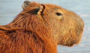 Capivara (Hydrochoerus hydrochaeris)