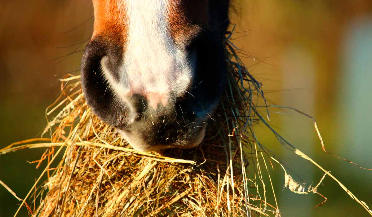Cavalo se alimentado de feno