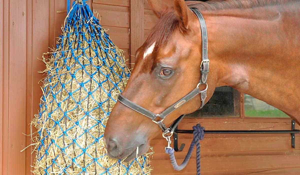 Cavalo se alimentando de feno. Cuidado com a nutrição é fundamental