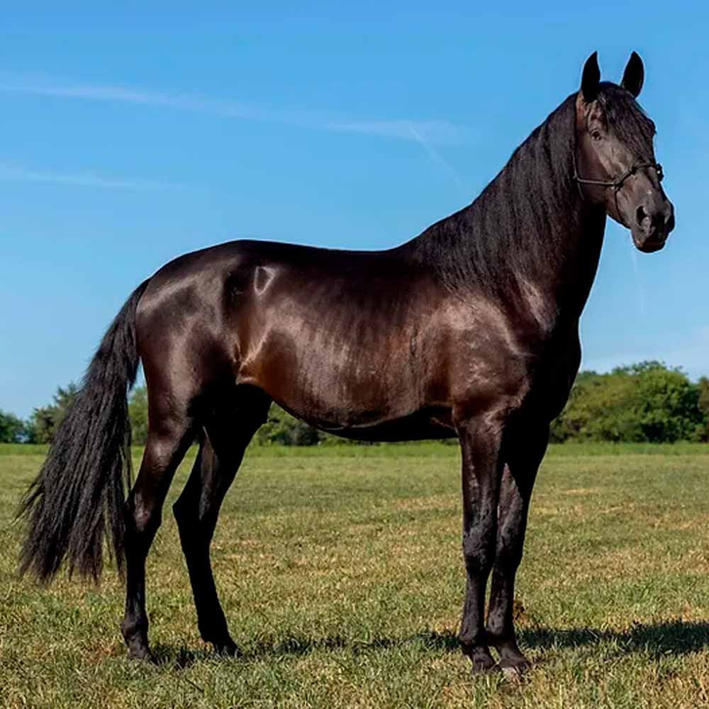 Garanhão andaluz